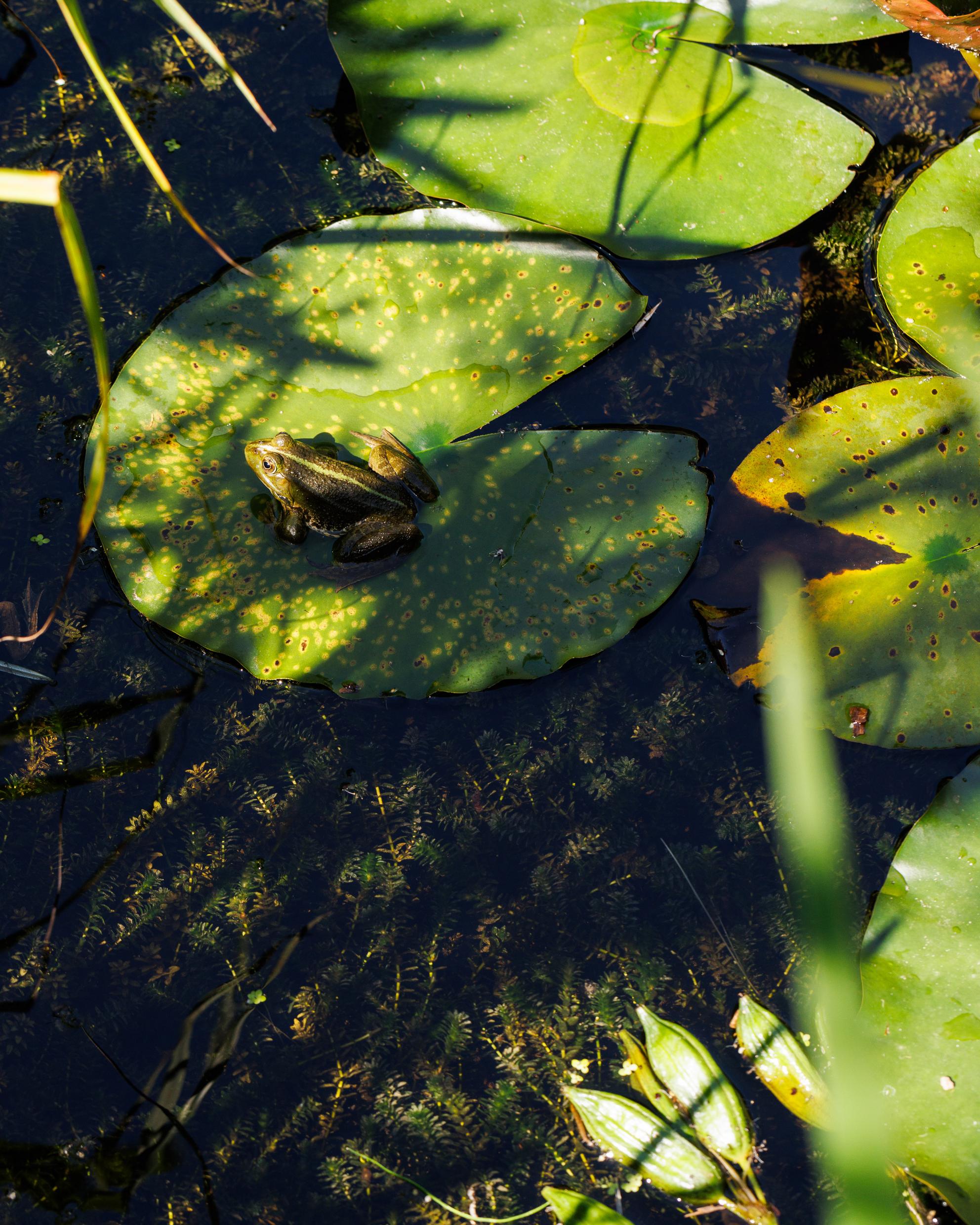 Bild von Mehr Natur in der Stadt: Zuschüsse für ökologische Aufwertung in Zürich