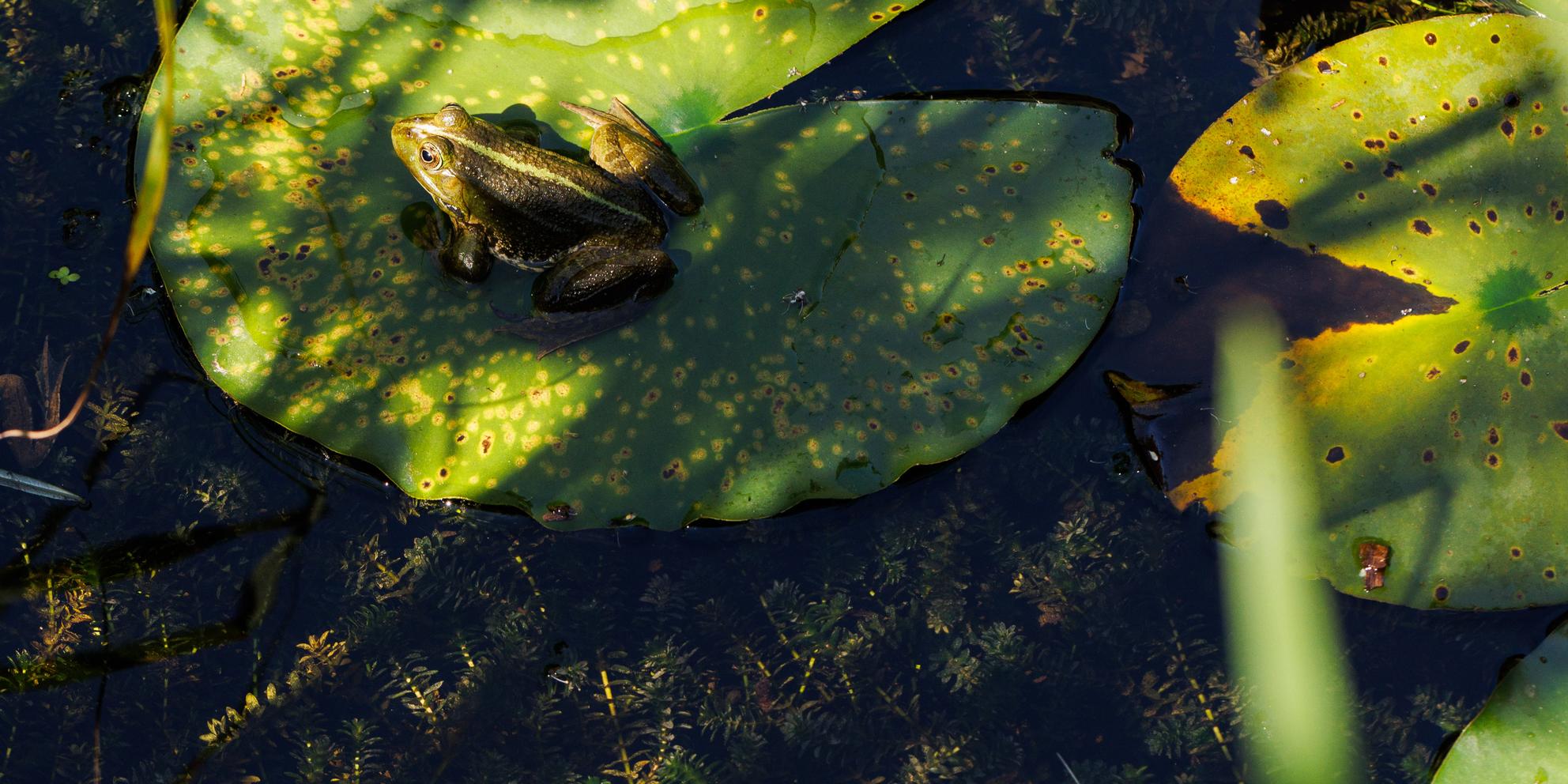 Bild von Mehr Natur in der Stadt: Zuschüsse für ökologische Aufwertung in Zürich