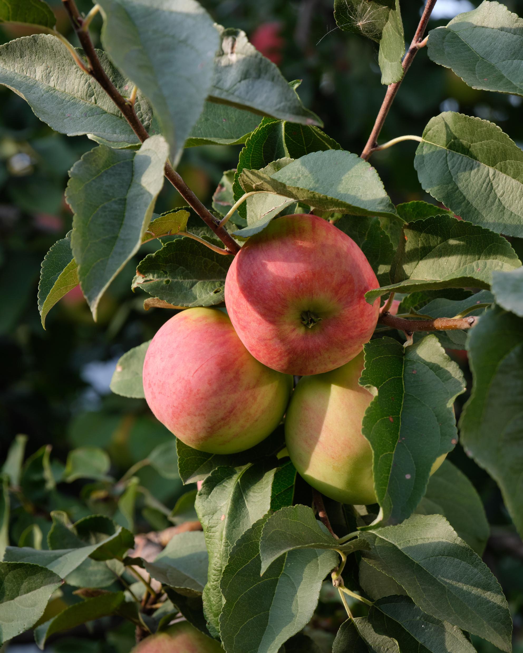 Bild von Der Apfel: Ein Kraftpaket für die Gesundheit