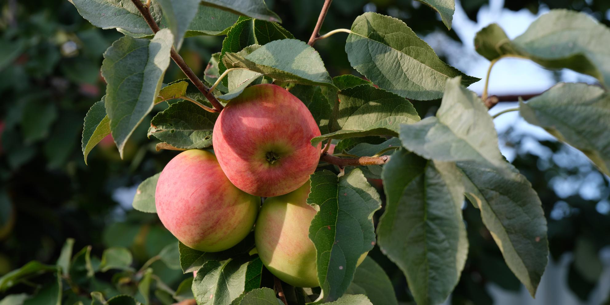 Bild von Der Apfel: Ein Kraftpaket für die Gesundheit