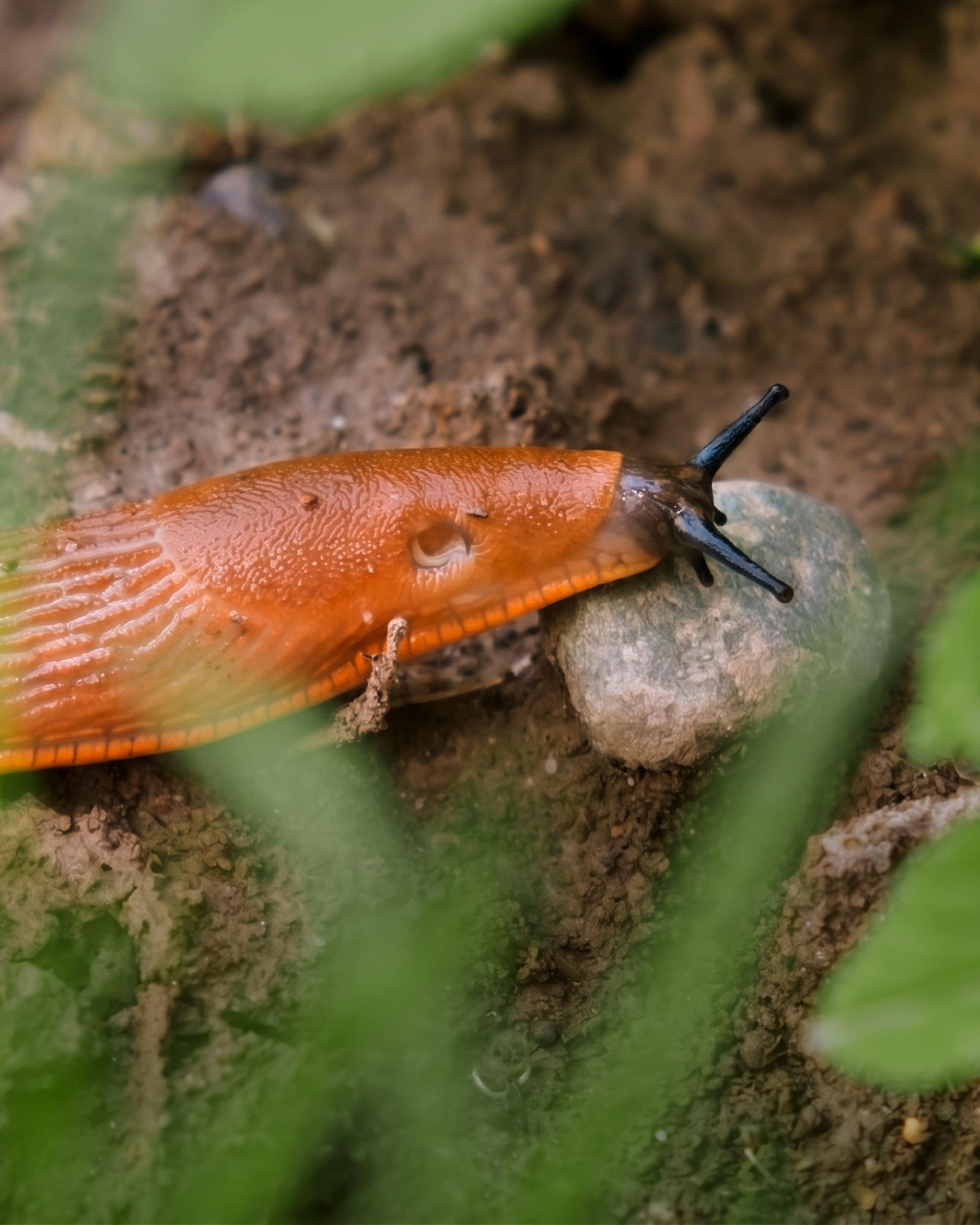Bild von Leben und leben lassen: Wie ein naturnaher Garten das Schneckenproblem im Zaum hält