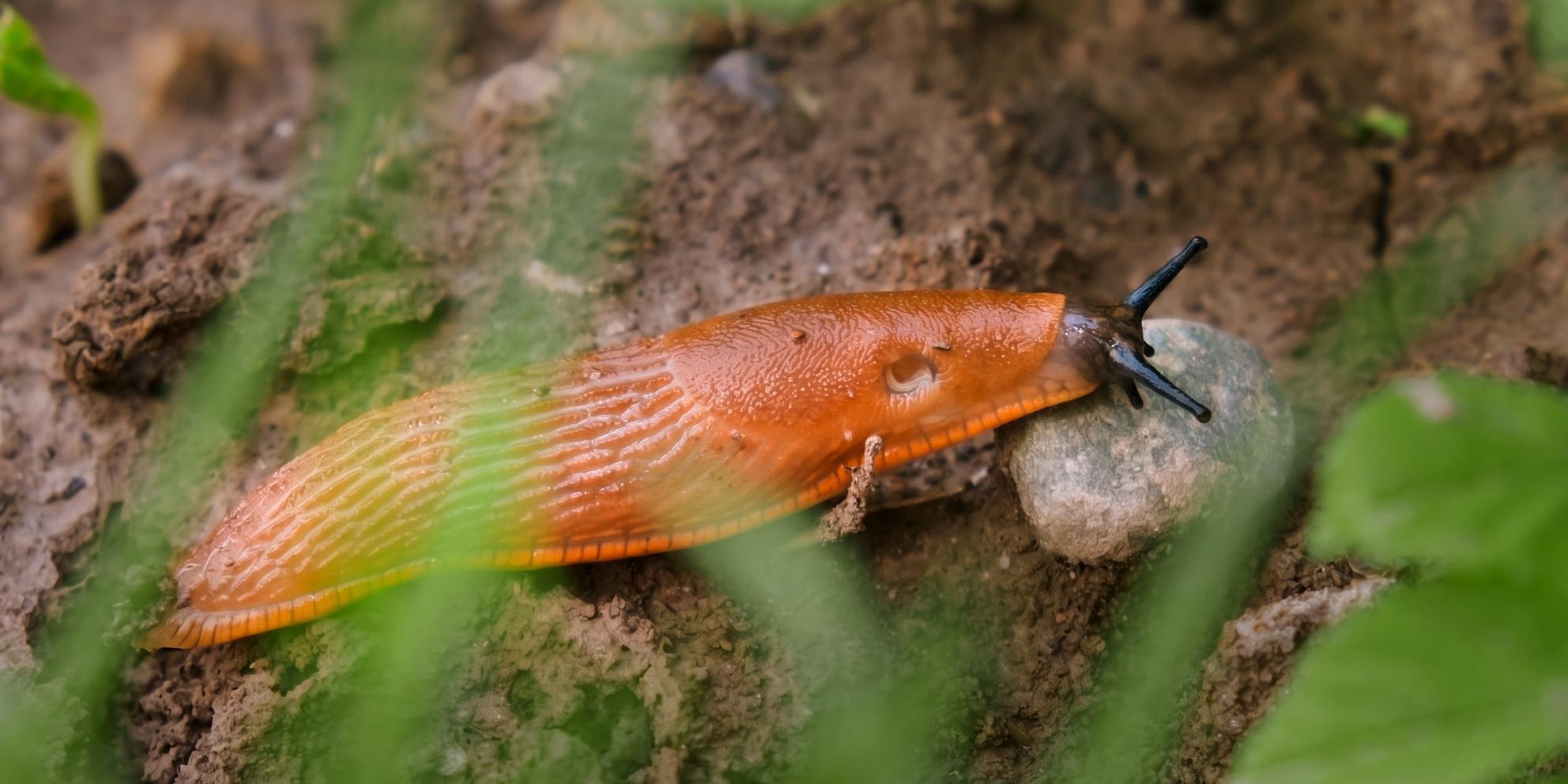 Bild von Leben und leben lassen: Wie ein naturnaher Garten das Schneckenproblem im Zaum hält