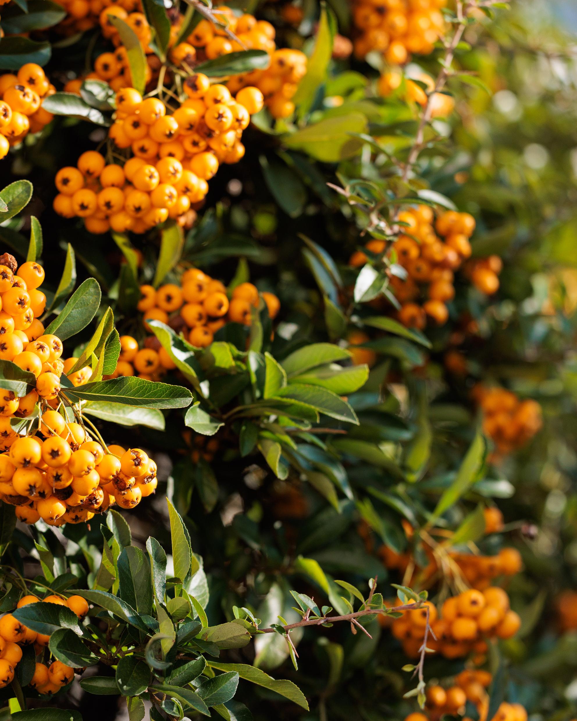 Bild von Wilder Herbst – Genuss für Mensch und Tier