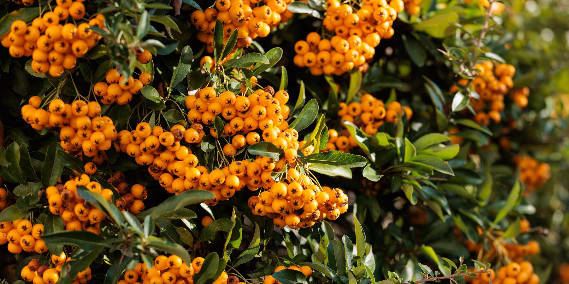 Bild von Wilder Herbst – Genuss für Mensch und Tier