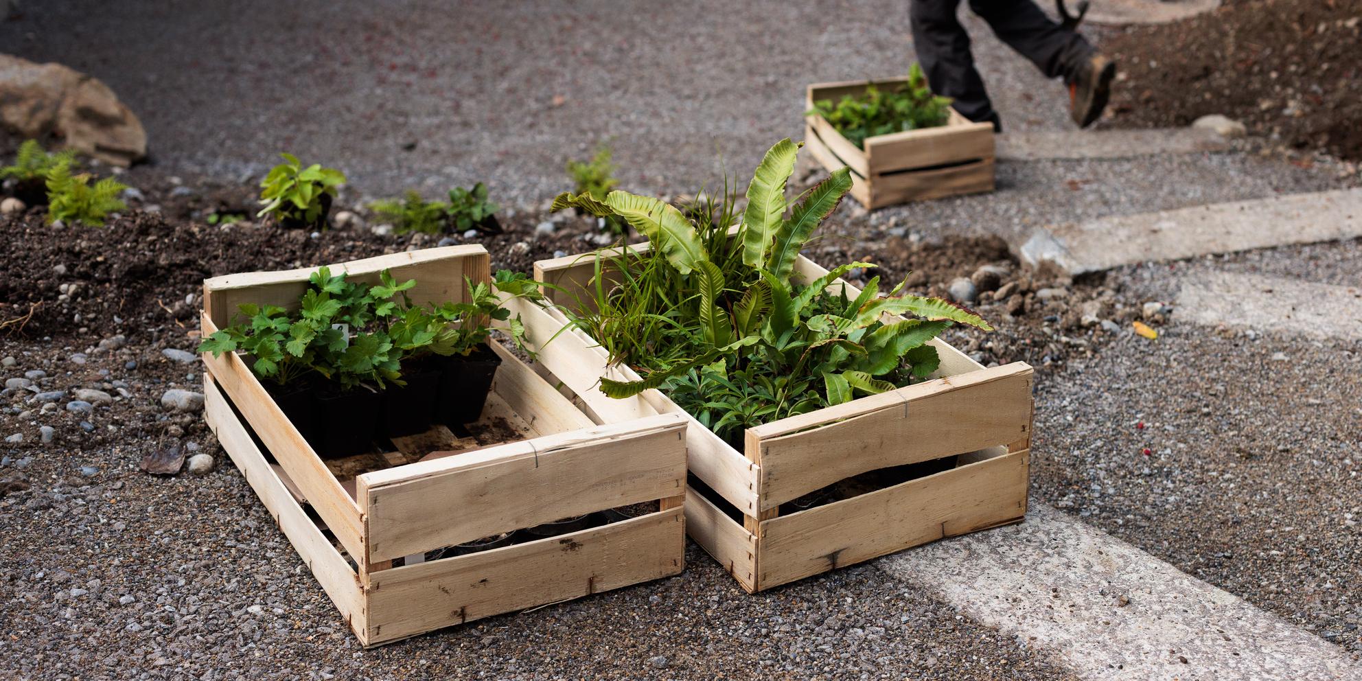 Bild von Natürliches Design durch Samenzucht: Warum wir bei Wildstauden konsequent auf Samenzucht setzen